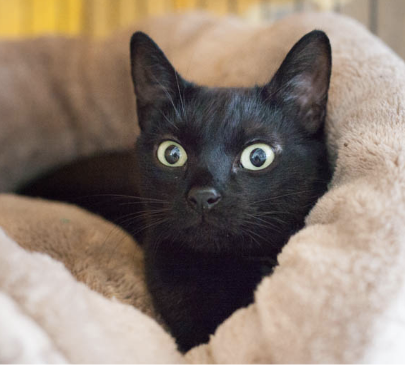CYRUS, 1.5 YEARS, MALE