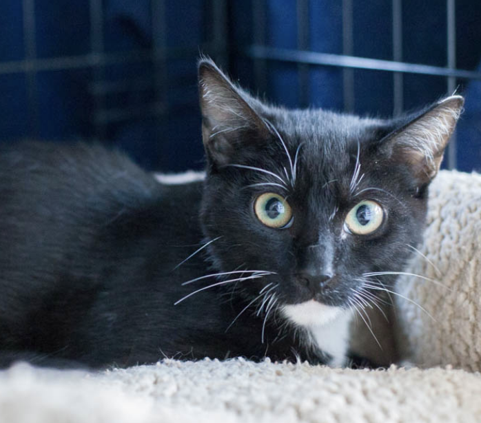 SMALLZ, 5 MONTHS, MALE