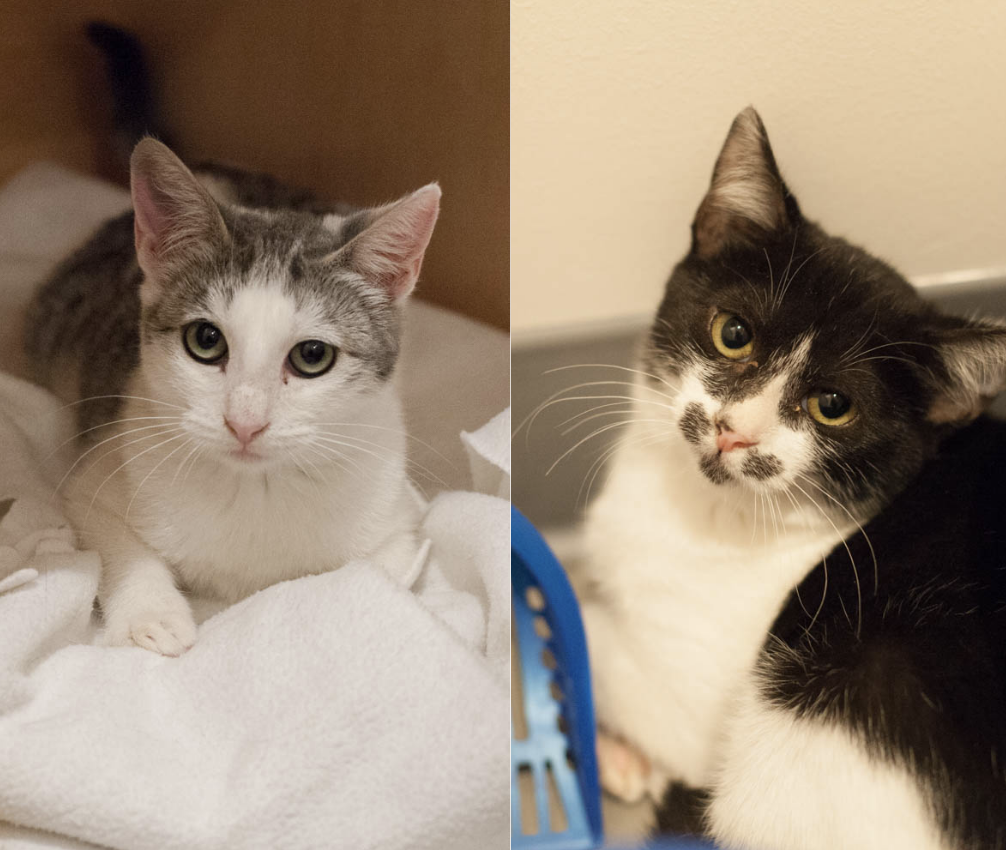 WINK AND NOD, 5 MONTHS, FEMALES, BONDED PAIR