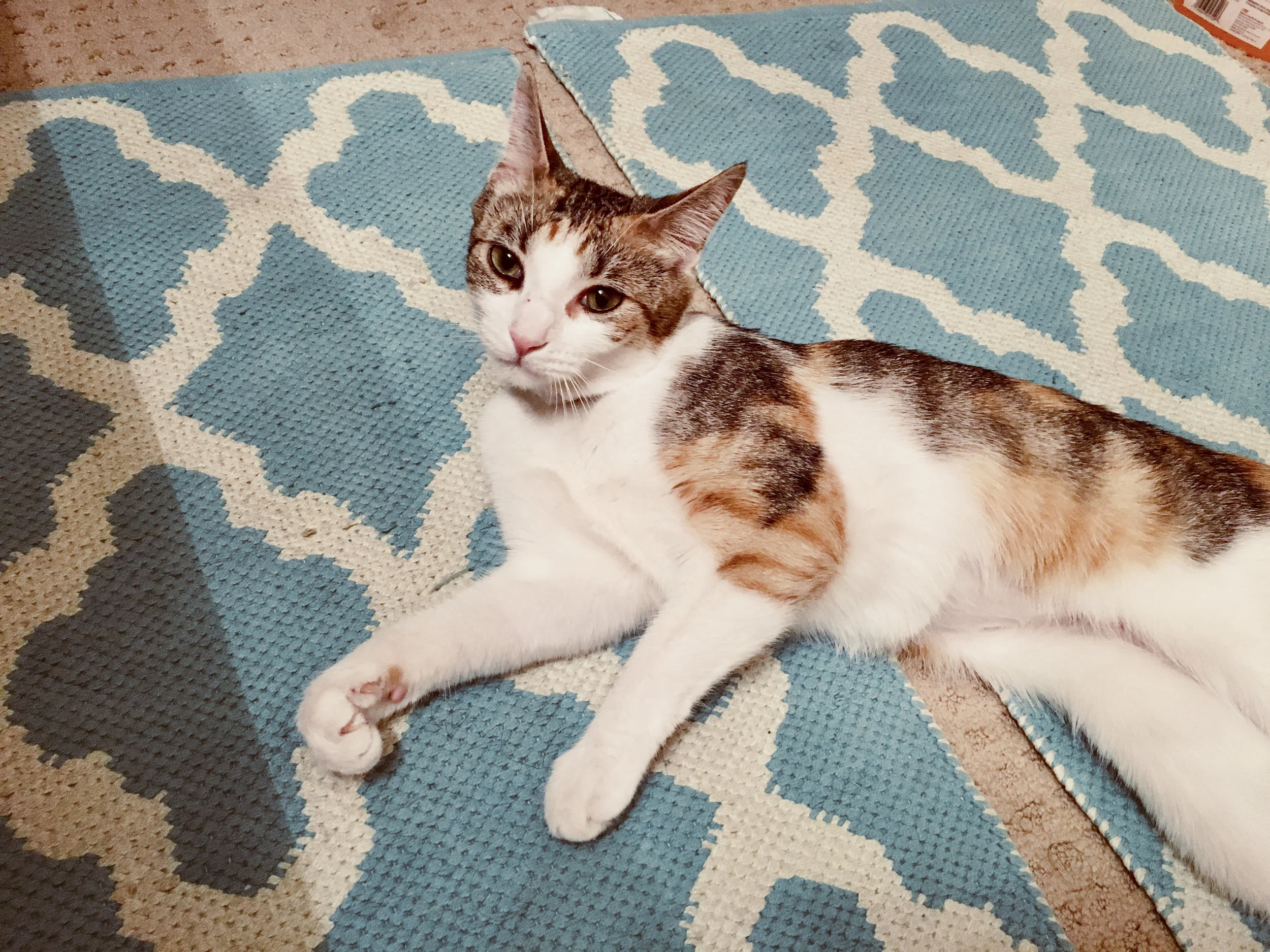 HOKU, 1 YEAR, FEMALE