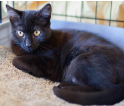 OLIVIA, 5-6 MONTHS, FEMALE