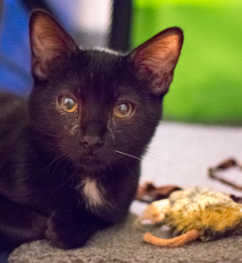 STAN, 5-6 MONTHS, MALE
