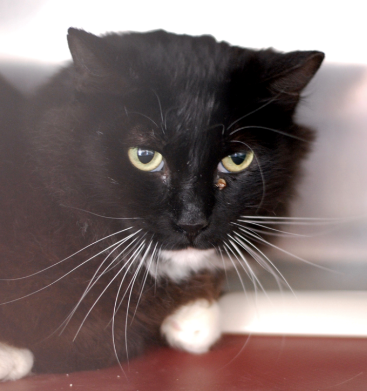 PEEKABOO, 2 YEARS, FEMALE, BONDED PAIR WITH MISO
