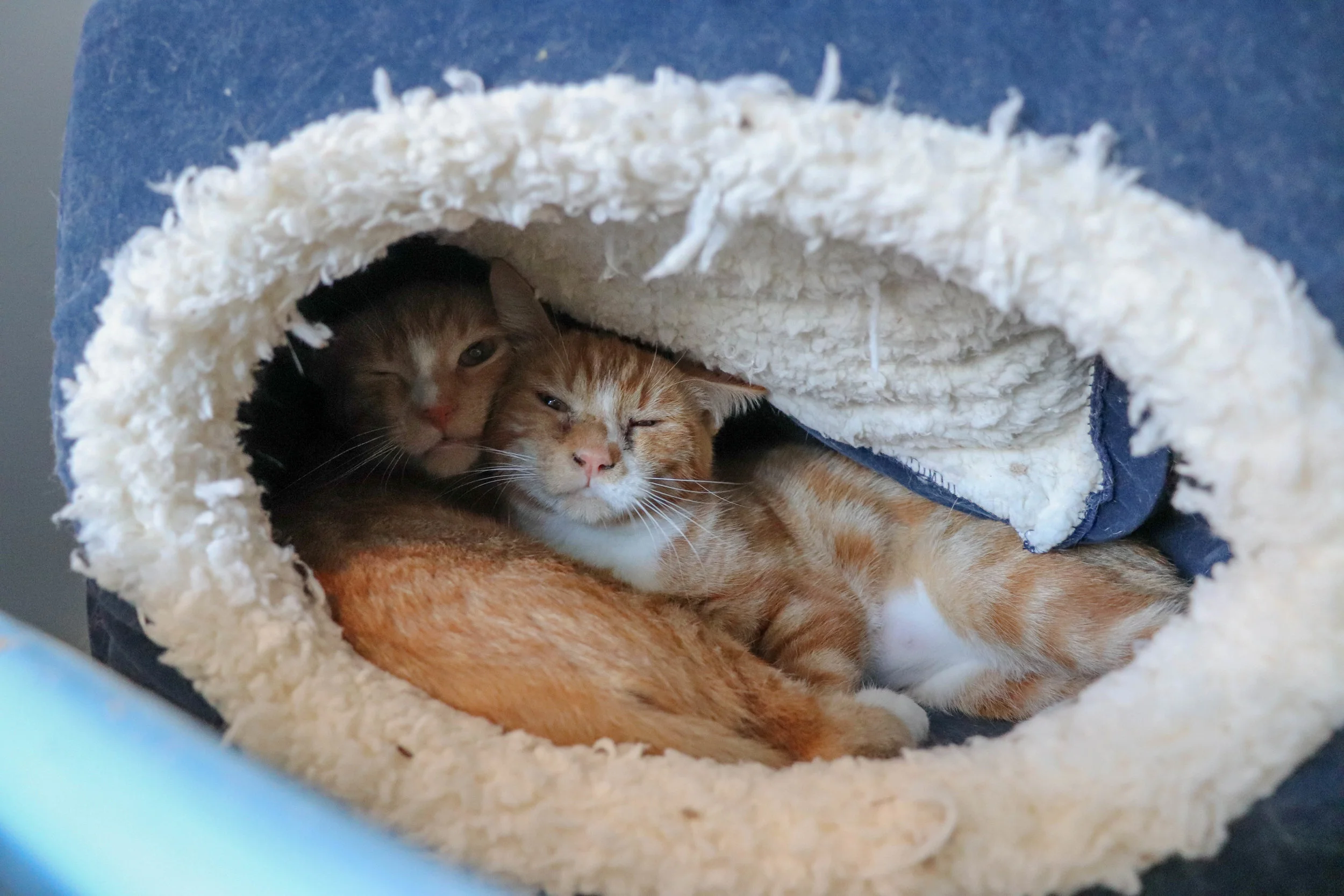 DAISY AND IVY, 5 MONTHS, FEMALES, BONDED PAIR