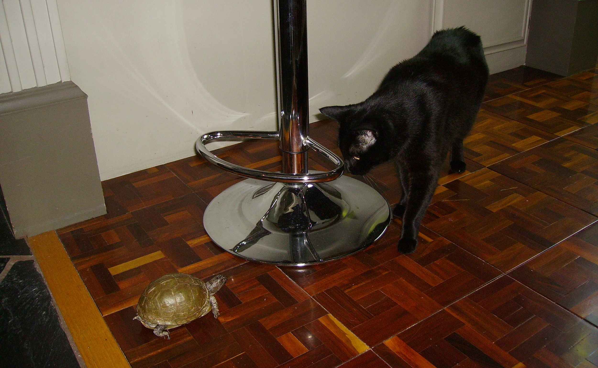 Jack and Zeppy exploring the house.