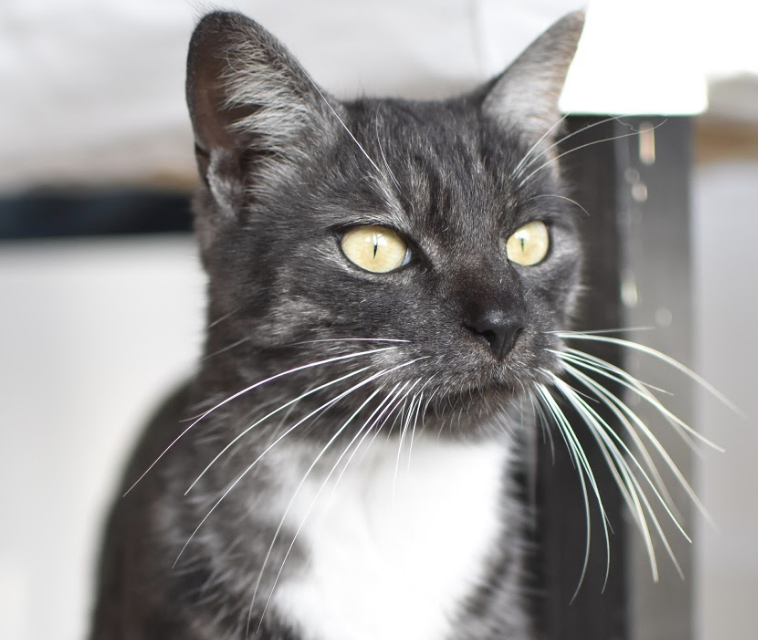 ASHER, 2.5 YEARS, MALE