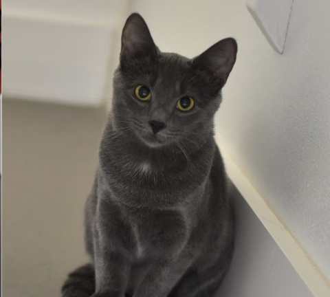 ELENA, 6 MONTHS, FEMALE