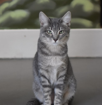 SONIA, 6 MONTHS, FEMALE, BONDED PAIR WITH RUTH