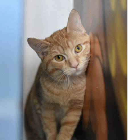 PAPRIKA, 5-6 MONTHS, FEMALE, BONDED PAIR WITH GEMMA