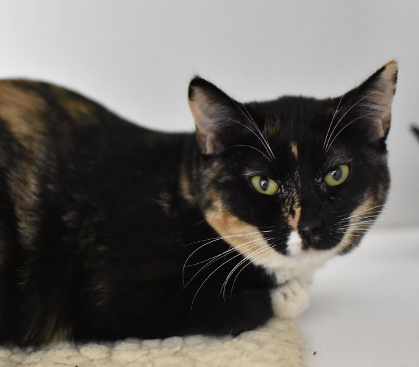 GEMMA, 5-6 MONTHS, FEMALE, BONDED PAIR WITH PAPRIKA