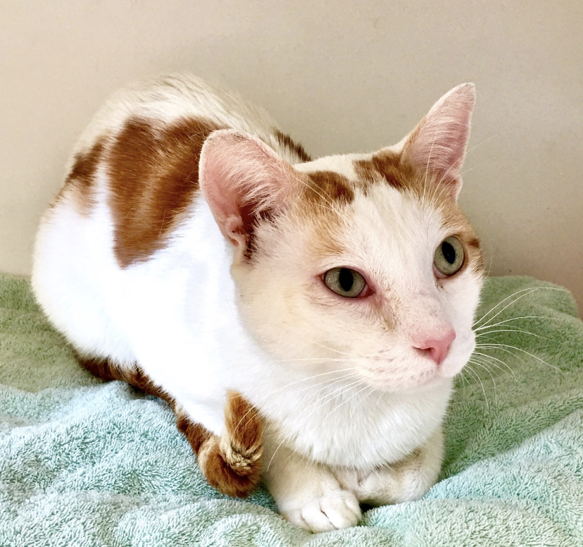 QUESO, 3 YEARS, MALE