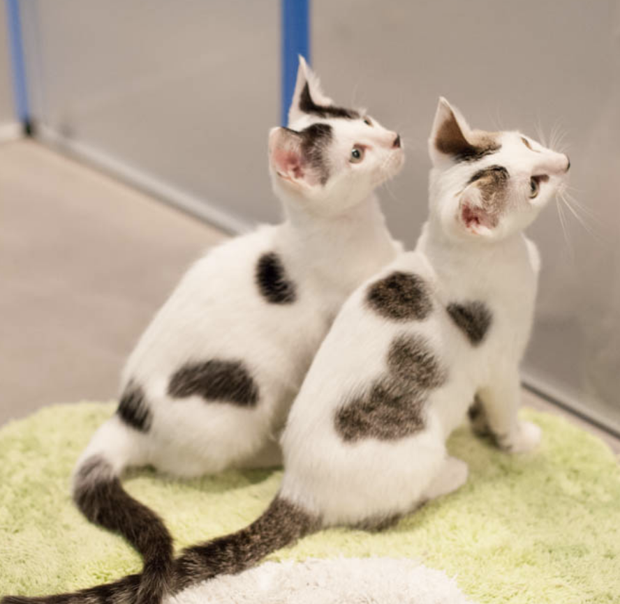 NOVA AND NEBULA, 3 MONTHS, MALES, BONDED PAIR