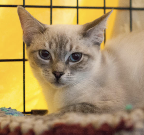 HAYDEN, 9 MONTHS, FEMALE, BONDED PAIR WITH HARPER