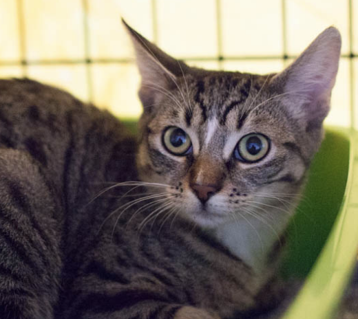 HARPER, 9 MONTHS, FEMALE, BONDED PAIR WITH HAYDEN
