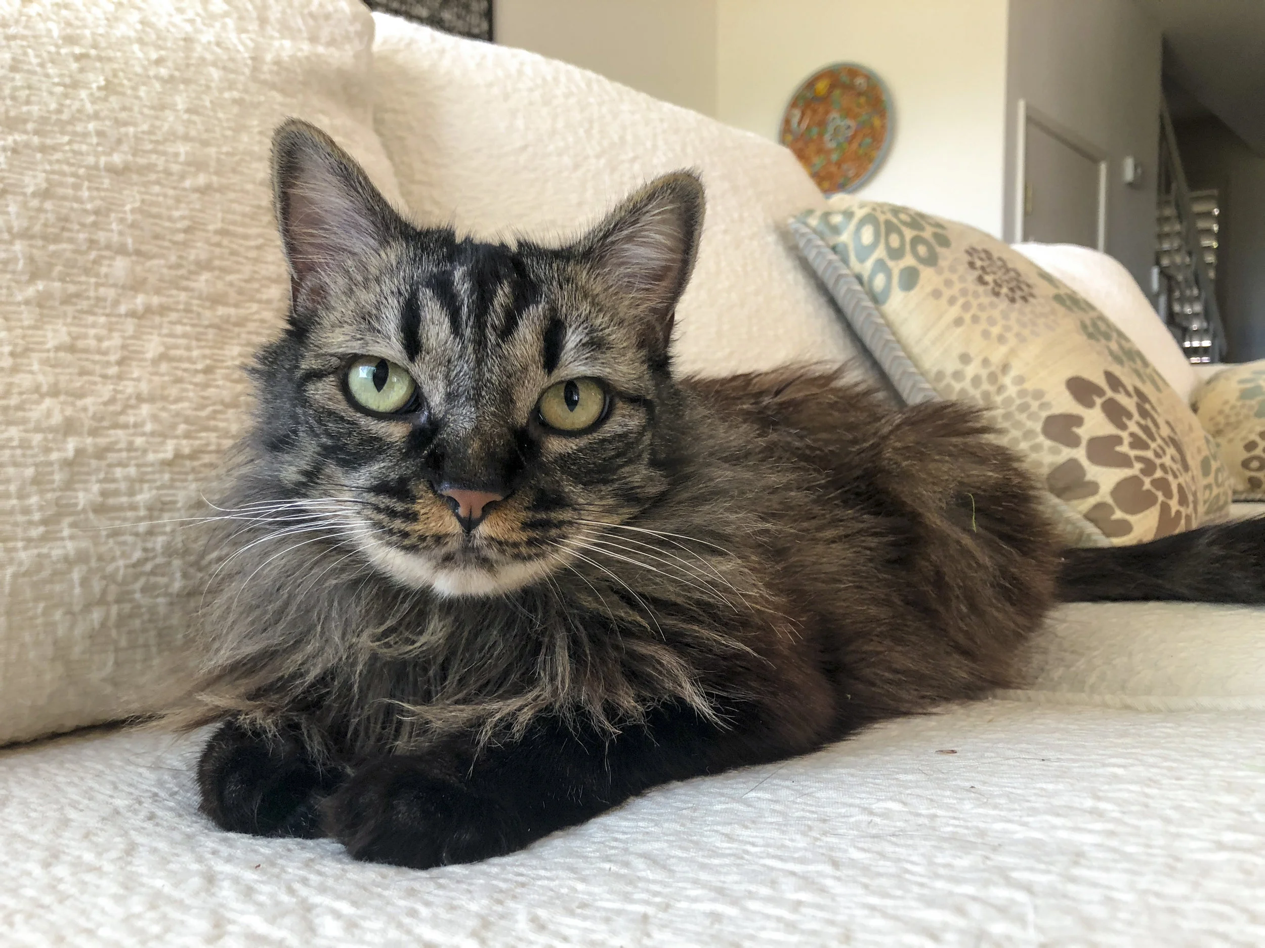 MILLIE, 5 YEARS, FEMALE