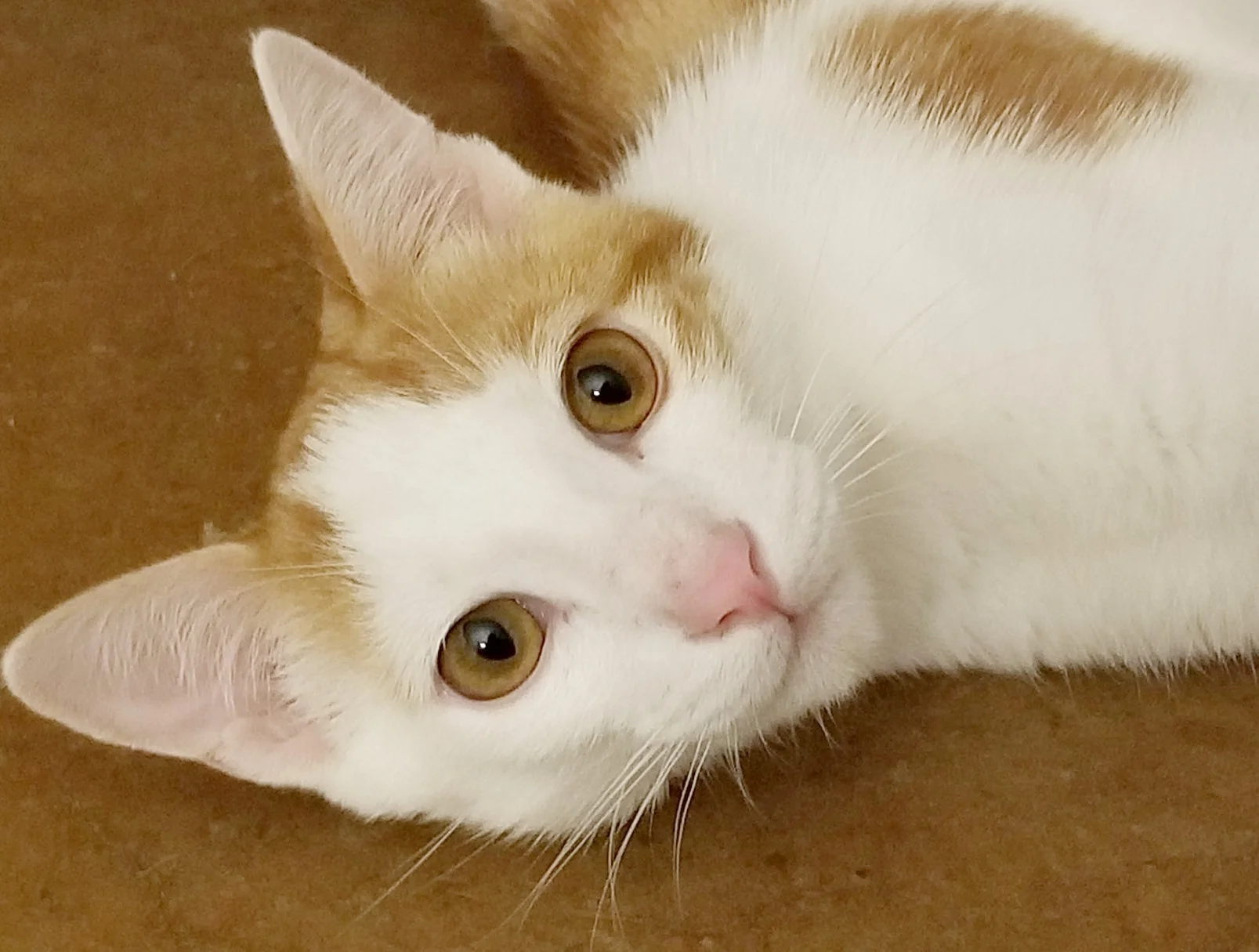 BEAU, 7 MONTHS, MALE