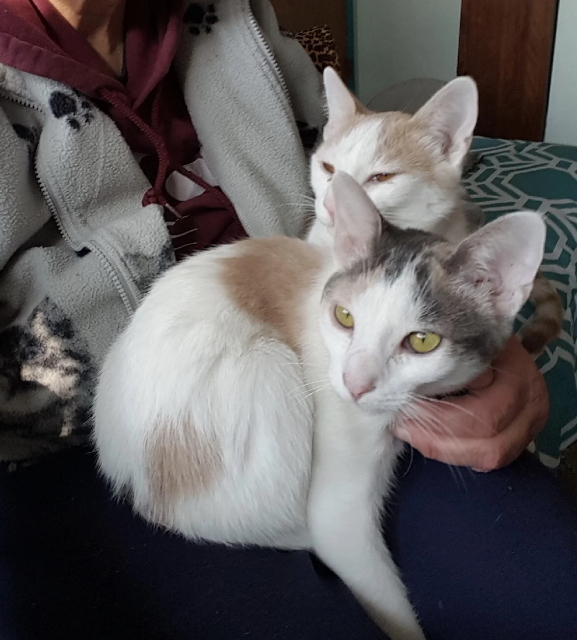 BRADY AND BELLE, 6 MONTHS, MALE AND FEMALE, BONDED PAIR