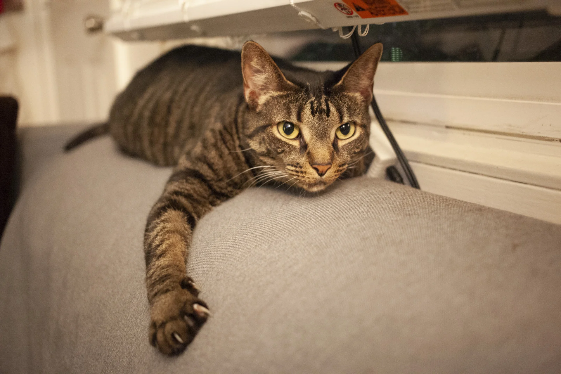 WHISPER, 10 YEARS, FEMALE