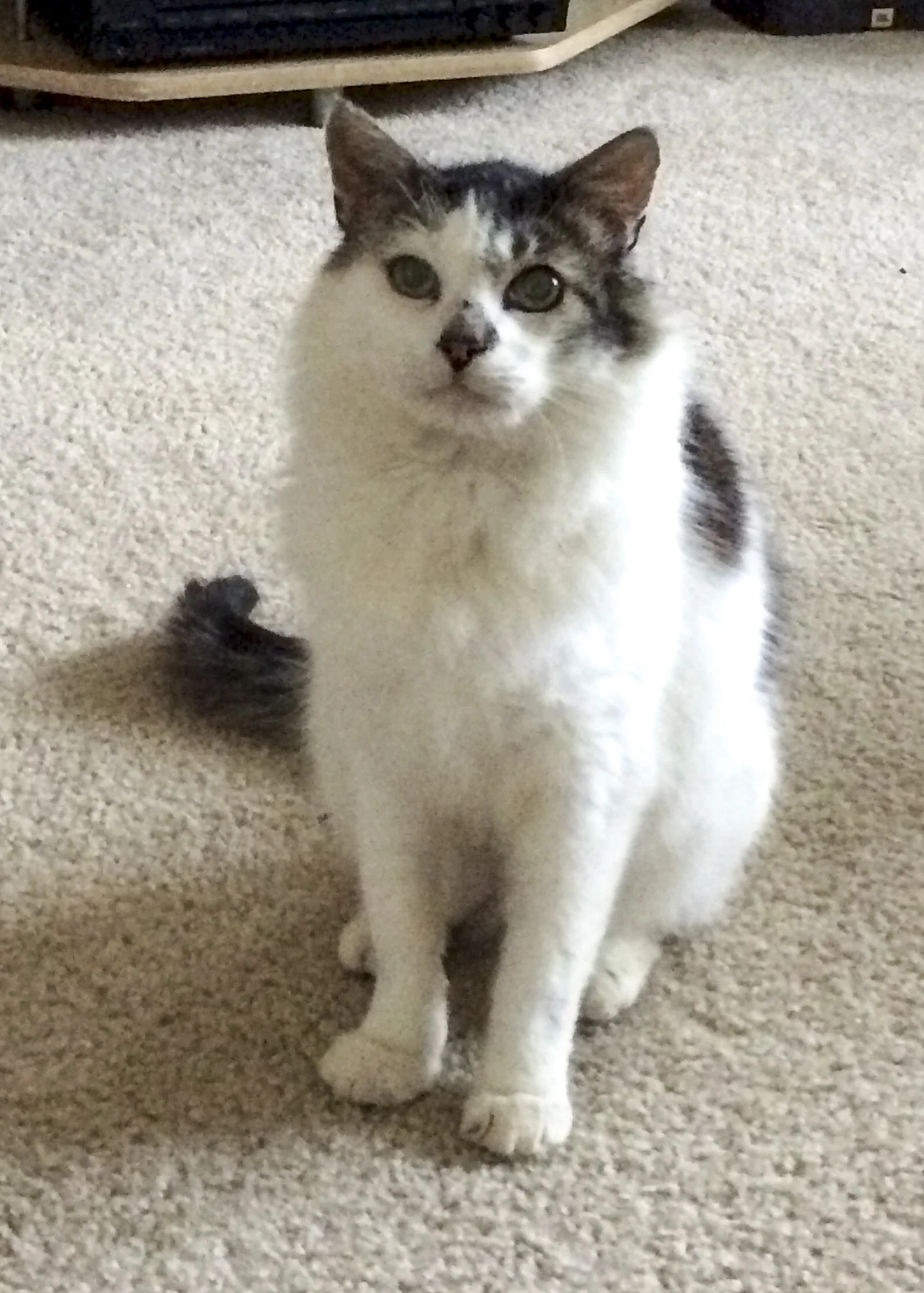 GEOFF, 2 YEARS, MALE