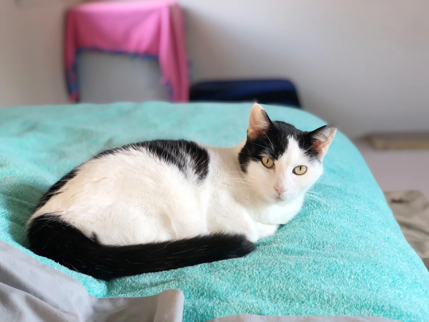 CELESTE, 3 YEARS, FEMALE