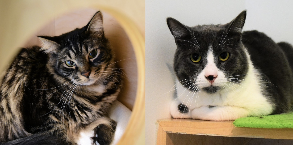 SHADOW AND GREYBEARD, 2 YEARS, MALES, BONDED PAIR