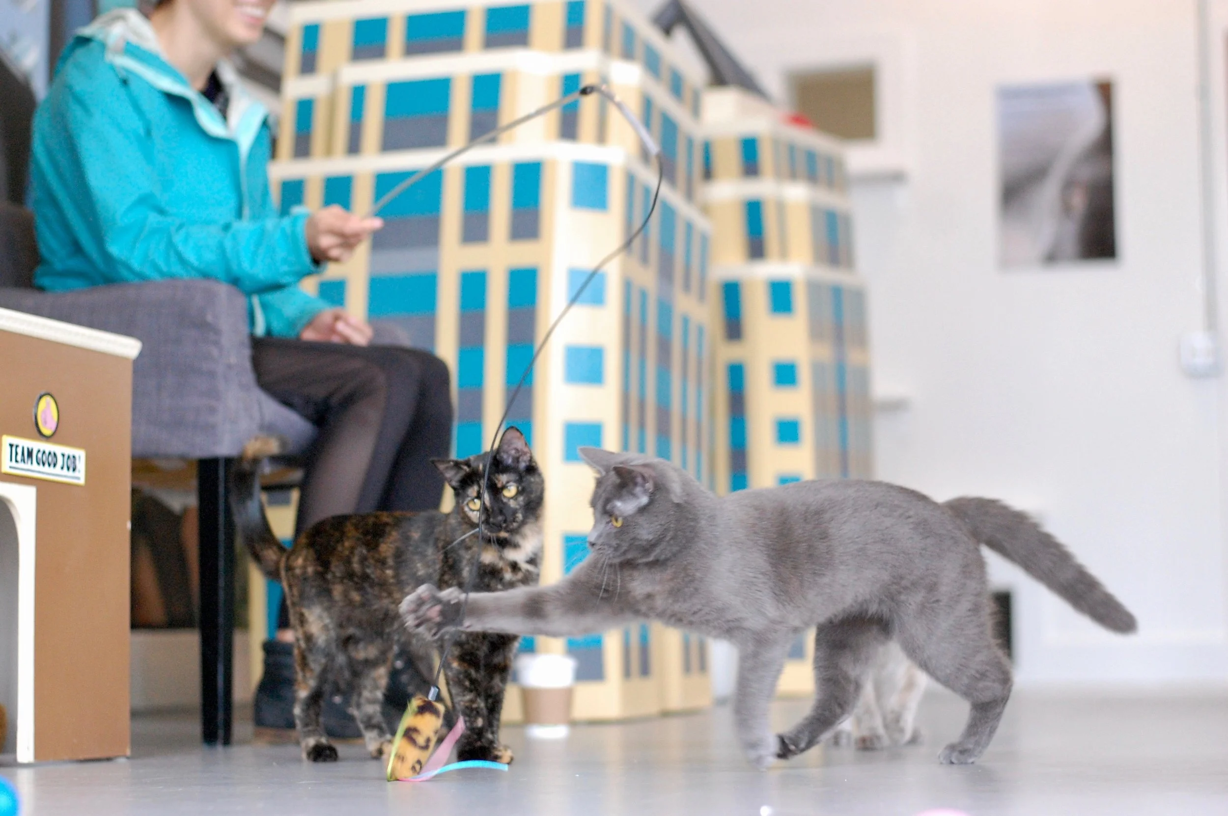 Cats like Ziggy act as confident role models for our shyer cats.