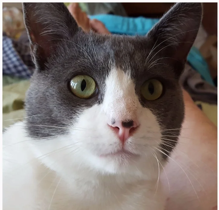 MICKEY, 1 YEAR, MALE