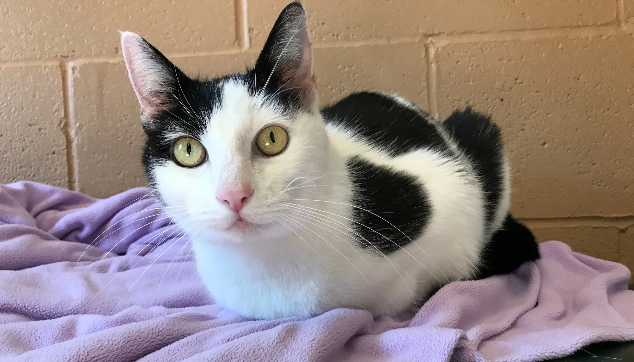 Though always a sweet girl, the shelter environment was just too stressful for Celeste.