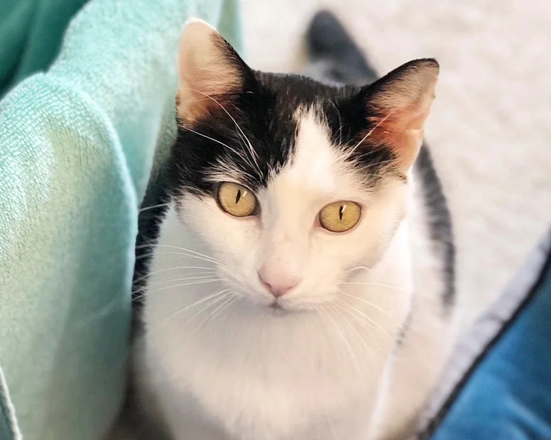 In her foster home, Celeste is thriving!