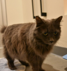 YOSHI, 10 YEARS, FEMALE
