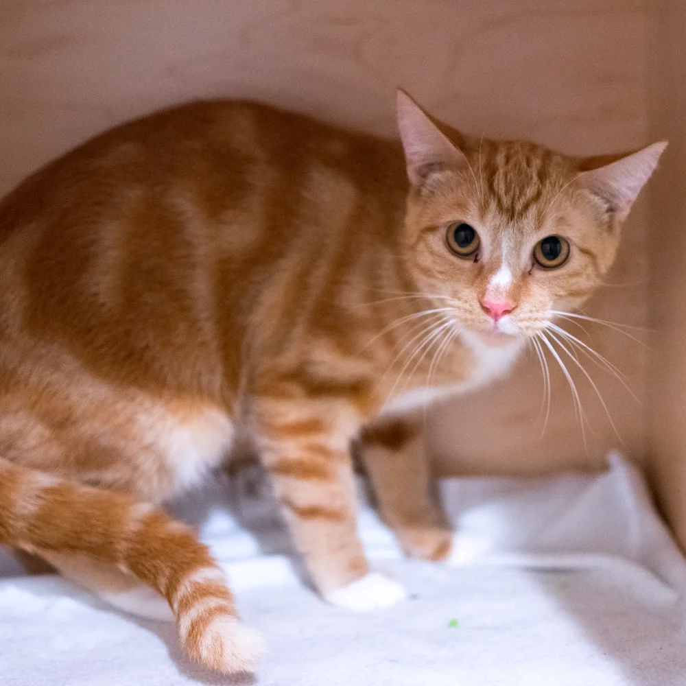 LAZARUS, 6 MONTHS, MALE, BONDED WITH EUROPA