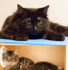AJA AND BRIGIT, 5 MONTHS, FEMALES, BONDED PAIR