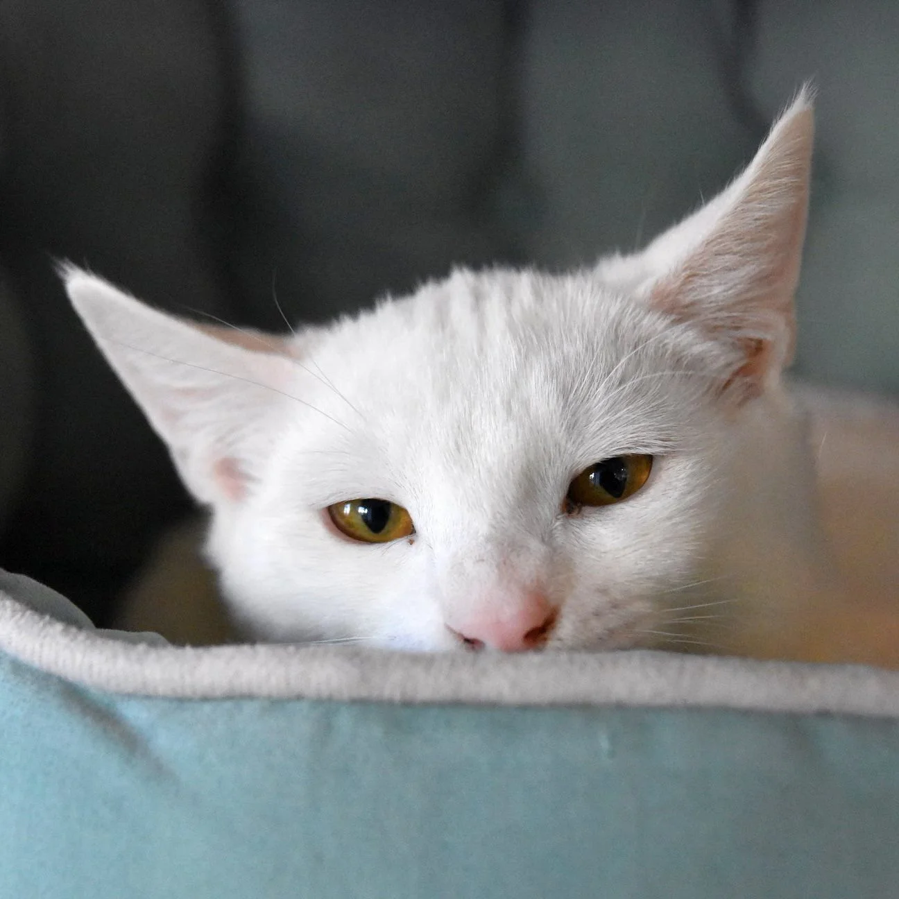 SURI, 5 MONTHS, FEMALE
