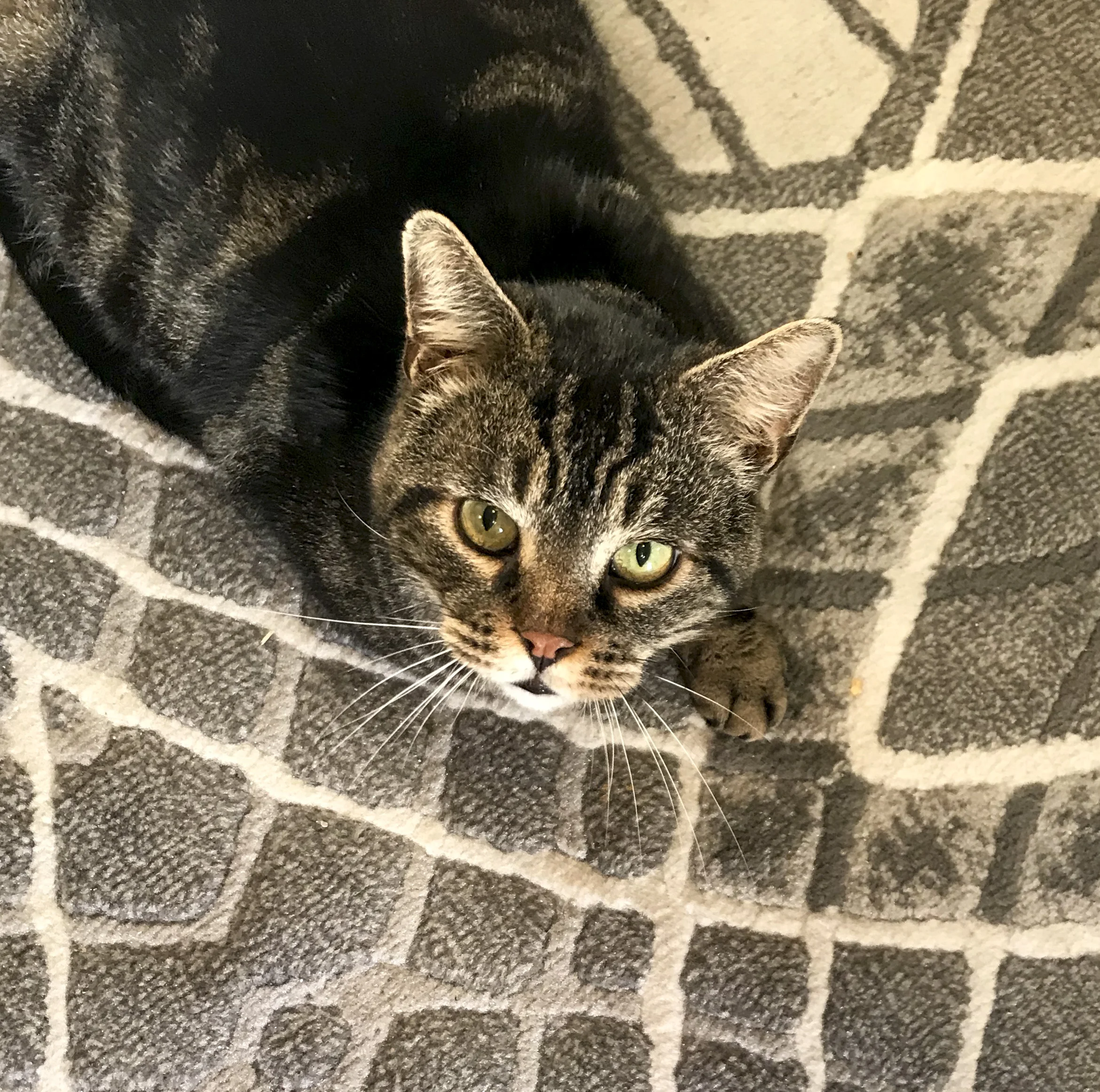 BILLY, 8-10 YEARS, MALE