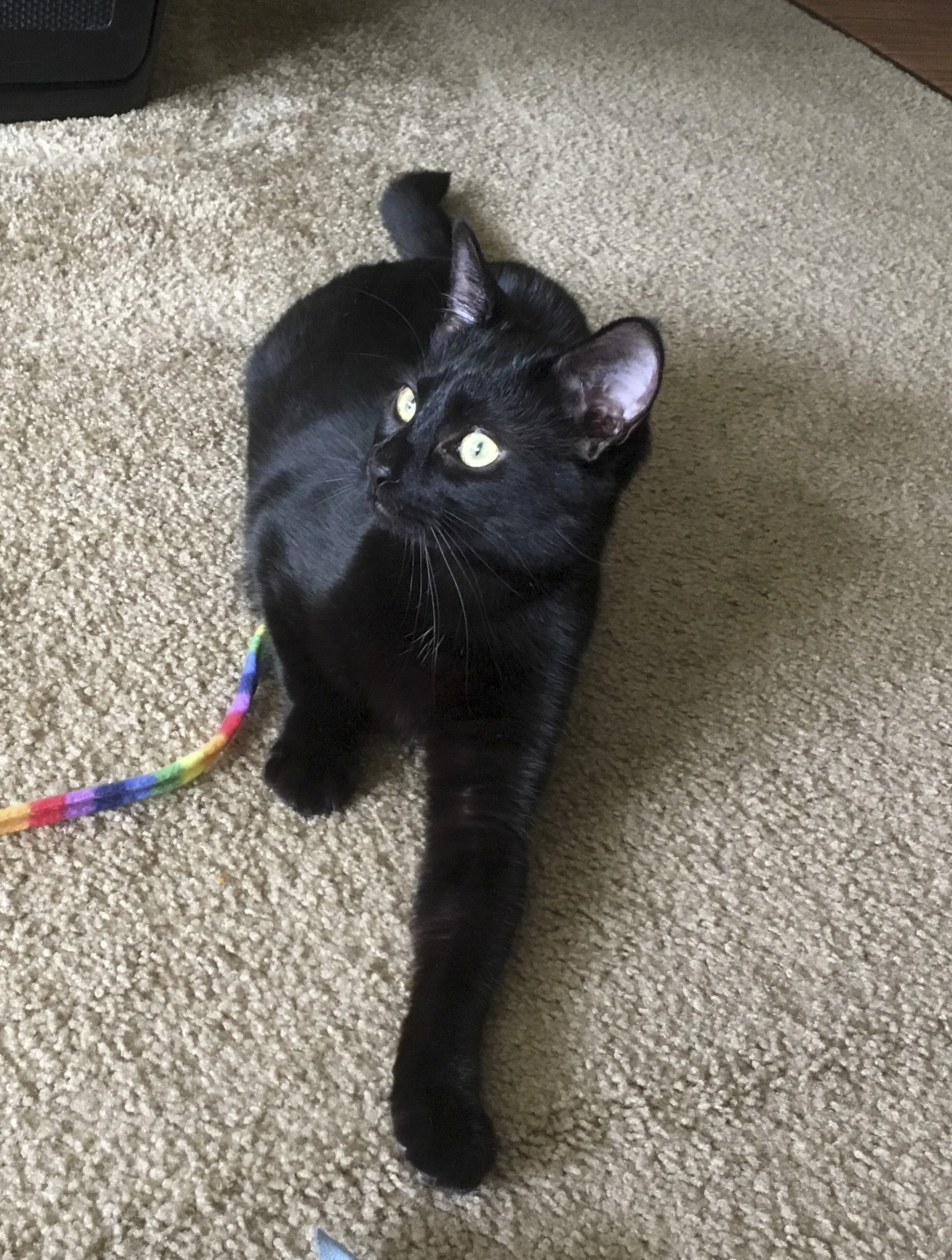 HOBBES, 6 MONTHS, MALE