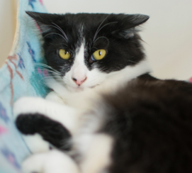 ASPEN, 9 MONTHS, FEMALE