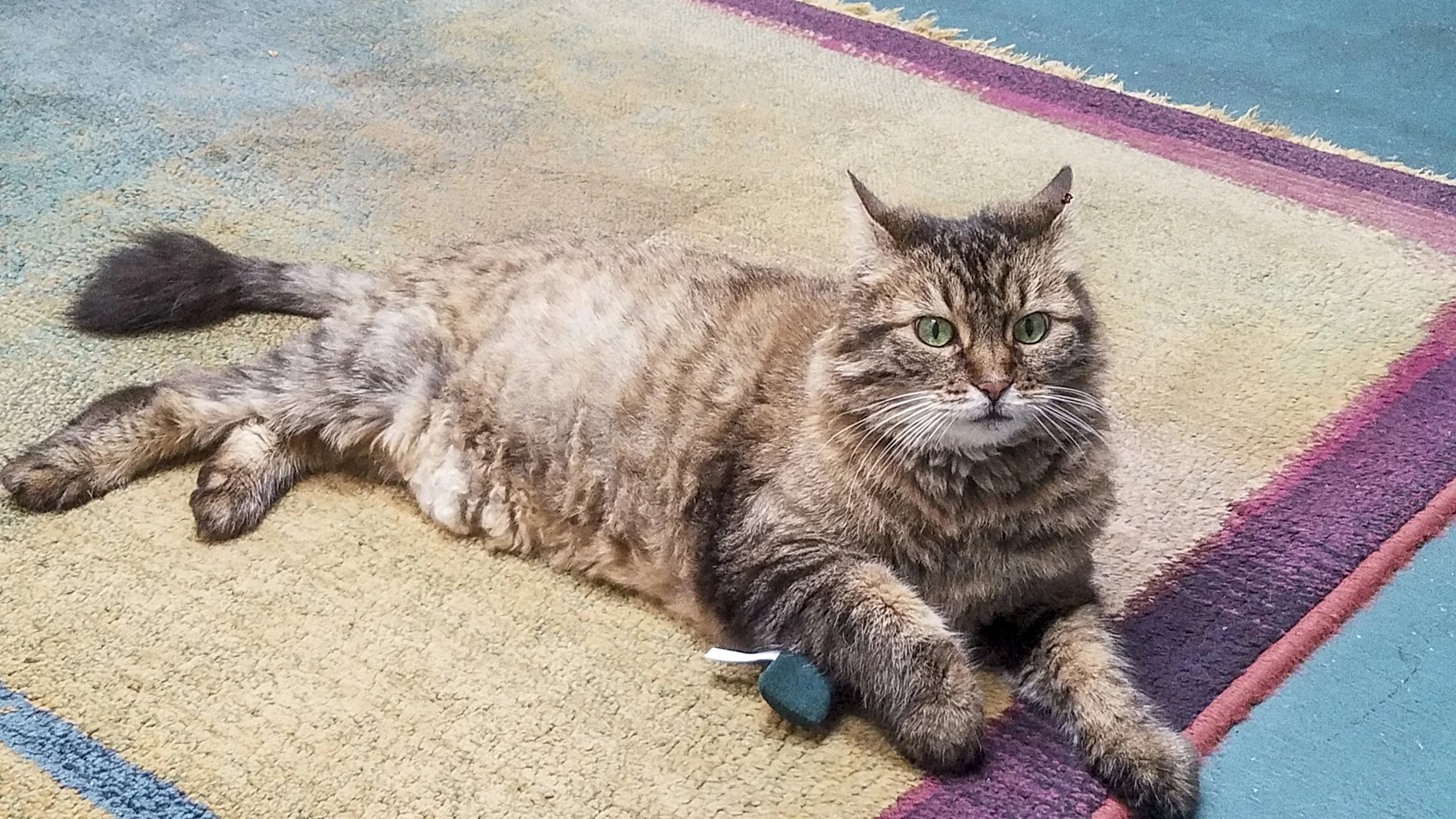 PANDORA, 12 YEARS, FEMALE