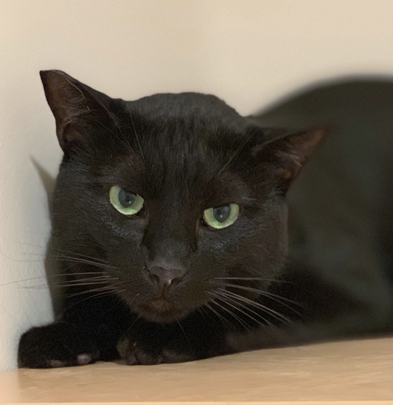 CASEY, 5 YEARS, MALE