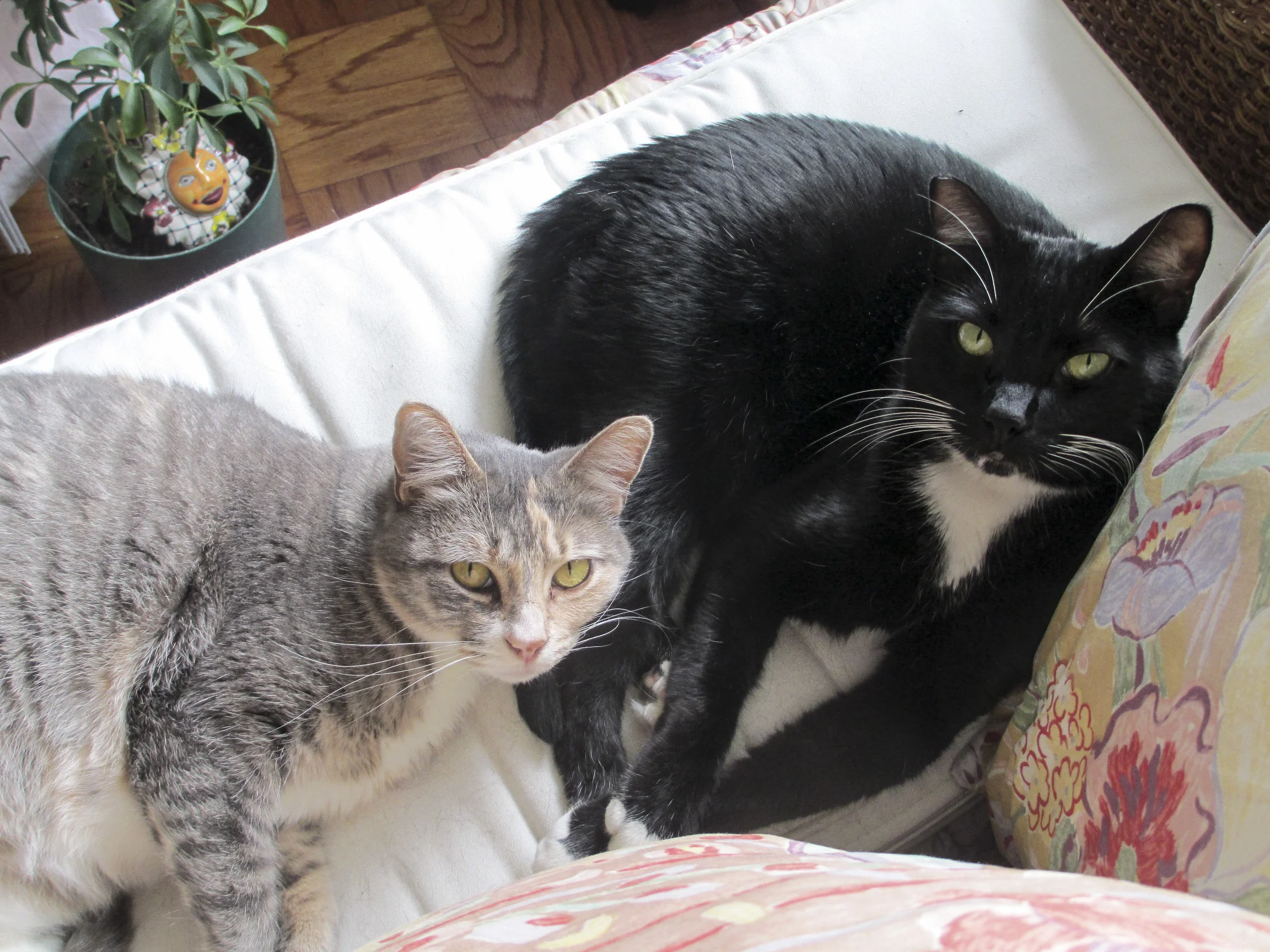 Foster cats Bowie Lane and Carmichael love three things: catnip, licking you when being pet, and most importantly — each other.