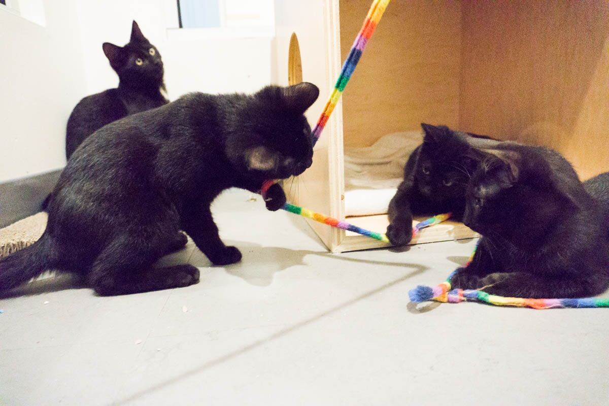With their two brothers already adopted, sisters Monkey and Maru will rely on one another for lots of play time.