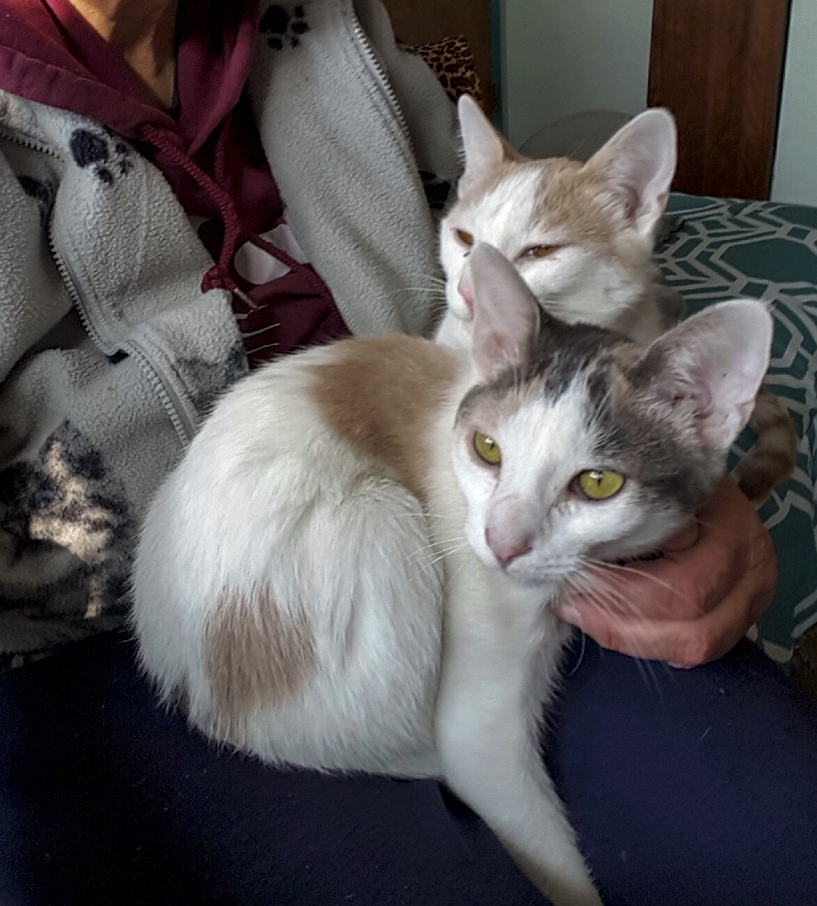 4 Reasons to Adopt a Bonded Pair