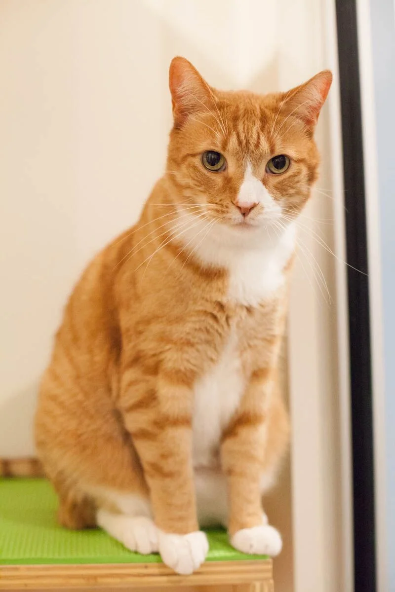 JUICE, 8 YEARS, MALE