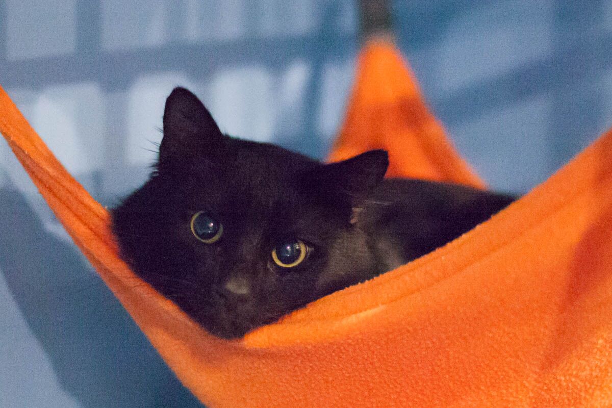 ZEUS, 2 YEARS, MALE