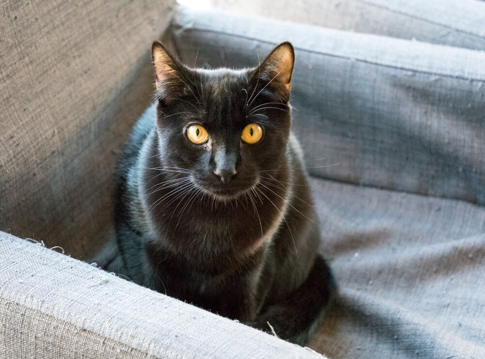 Owen has become braver by leaps and bounds, and still has more courage to build.