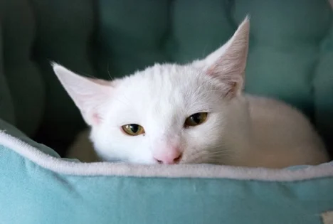 Providing under-socialized cats with a special place they can hide and feel safe, like a cozy covered bed, allows them to explore their new surroundings at their own pace.