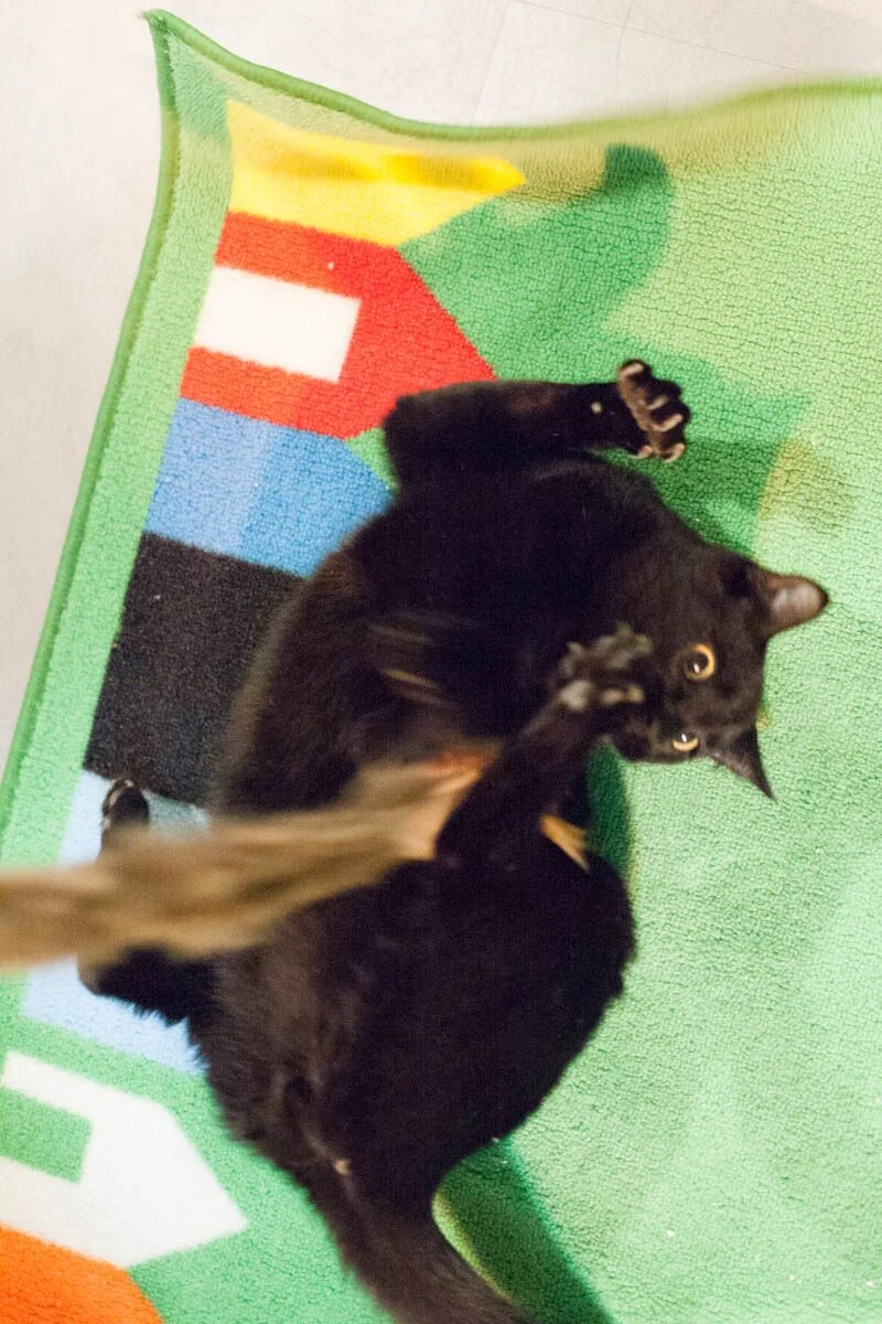 Playtime with toys is often the first activity that bonds an under-socialized cat with their new family.