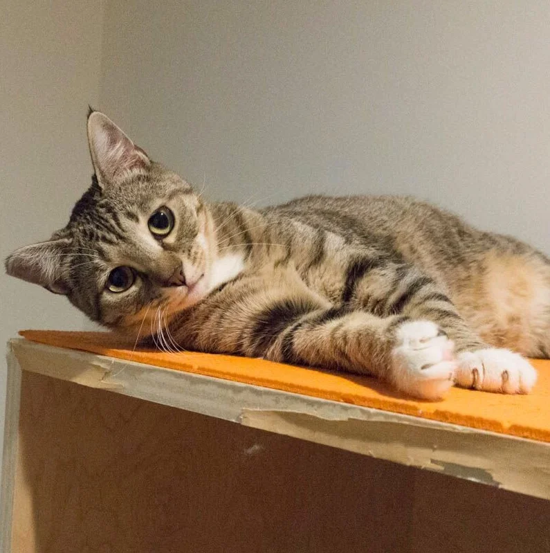 PATRICK, 1 YEAR, MALE, BONDED PAIR WITH CALEB