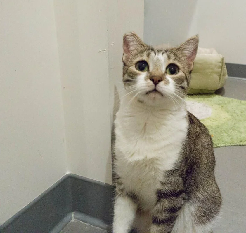 CALEB, 1 YEAR MALE, BONDED PAIR WITH PATRICK