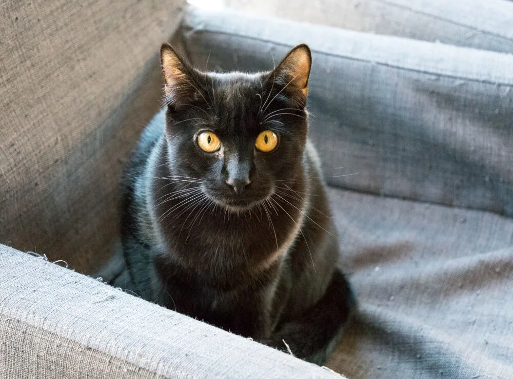 OWEN, 6 MONTHS, MALES, BONDED PAIR WITH OSCAR