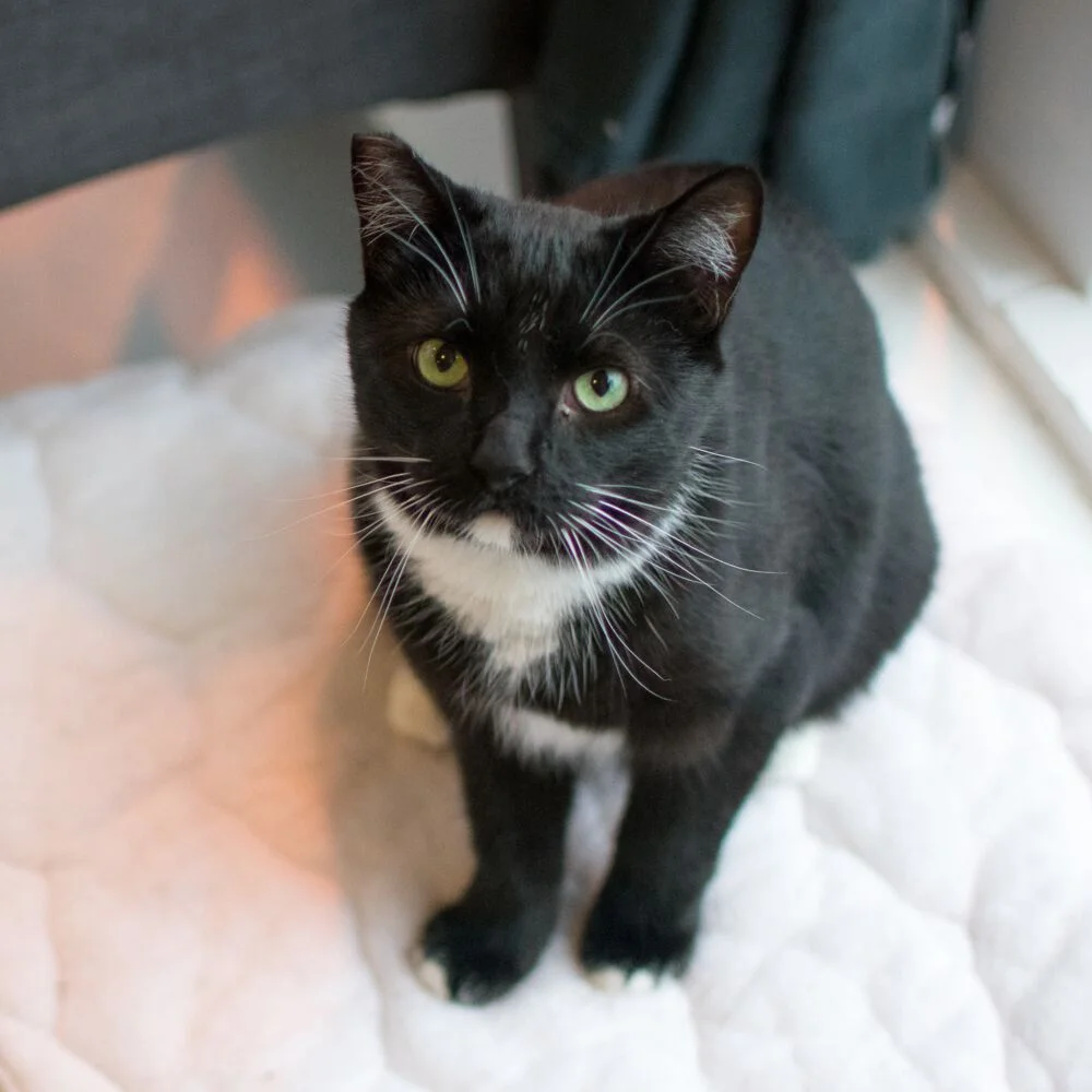 BRIXTON, 6 MONTHS, MALE